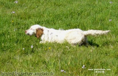 Setter Anglais ITA DE PIEDRALLADA Setter Anglais ITA DE PIEDRALLADA